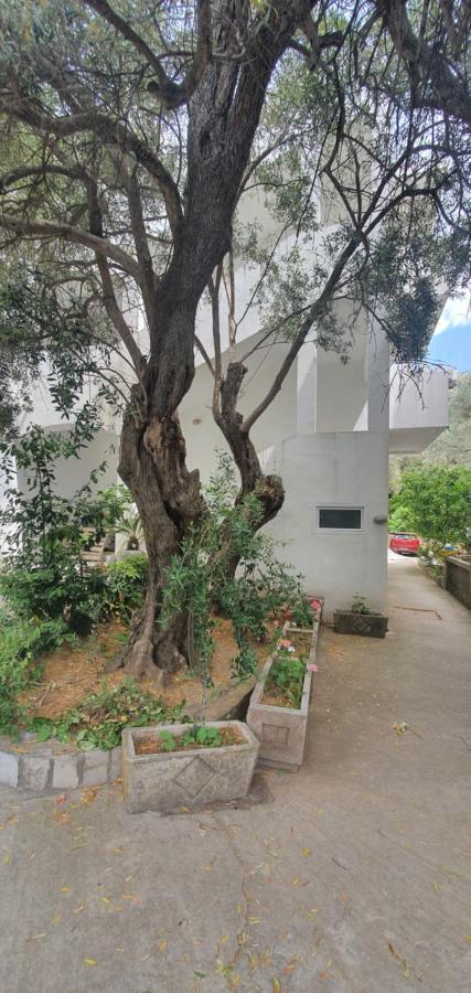 Guest House Mia Bečići Εξωτερικό φωτογραφία
